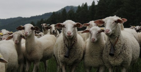 AGROFIN Paština Závada