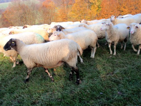 Salaš Horná Poruba